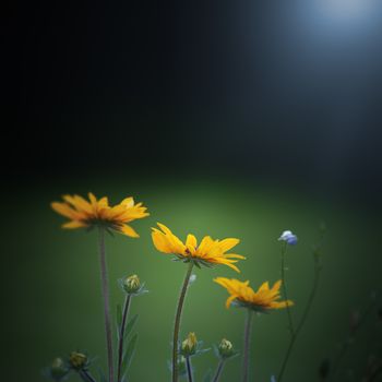 An image of some sunflowers in the garden background