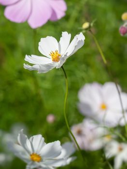 An image of a beautiful white Cosmos bipinnatus flower