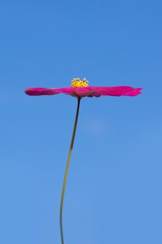 An image of a beautiful red Cosmos bipinnatus flower