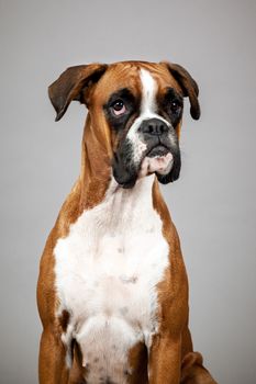 An image of a dog German Boxer