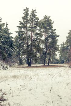 An image of a winter landscape scenery with a pine tree