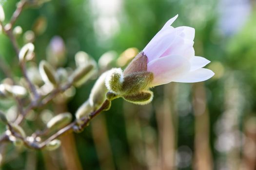 An image of a magnolia tree with blossoms