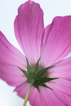 An image of a beautiful pink Cosmos bipinnatus flower