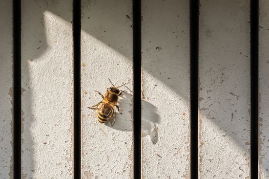 A photography of a beautiful little bee