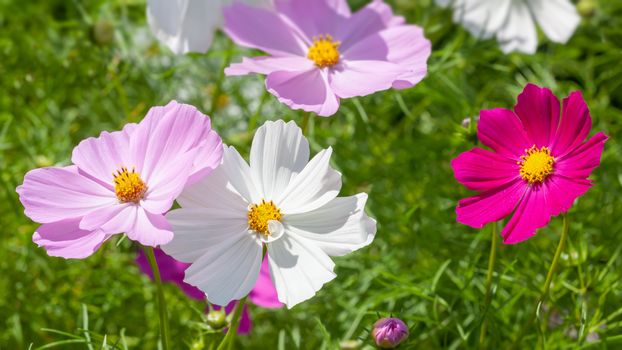 An image of a beautiful pink Cosmos bipinnatus flower