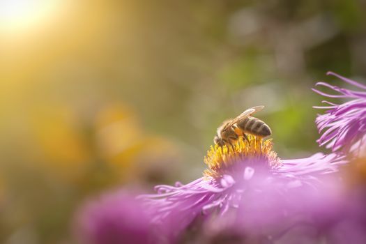 An image of a pink Aster detail macro with bee