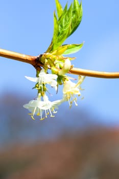 An image of a branch with white blossom