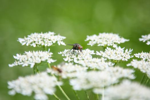 An image of an beautiful Apiaceae flower outdoors