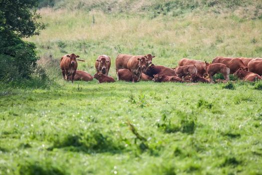 An image of a cow in the green grass