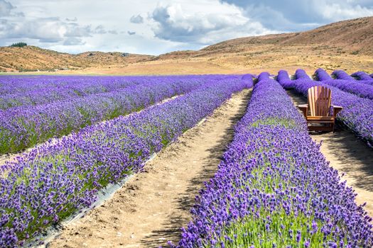 An image of a lavender field in New Zealand