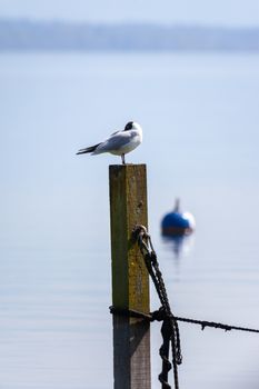 An image of a nice seagull at the lake Starnberg