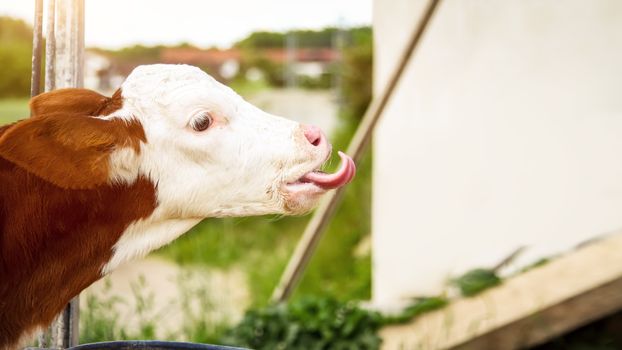 An image of a licking calf with text space