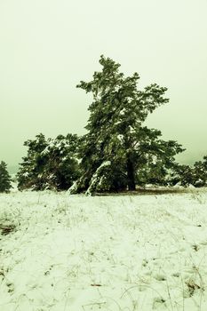 An image of a winter landscape scenery with a pine tree