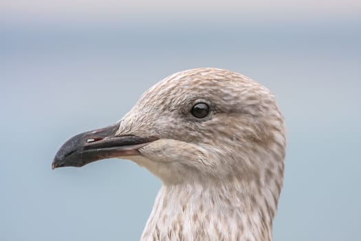 An image of a seagull head detail background