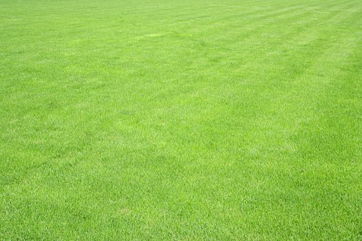 A photography of a green grass lawn texture background