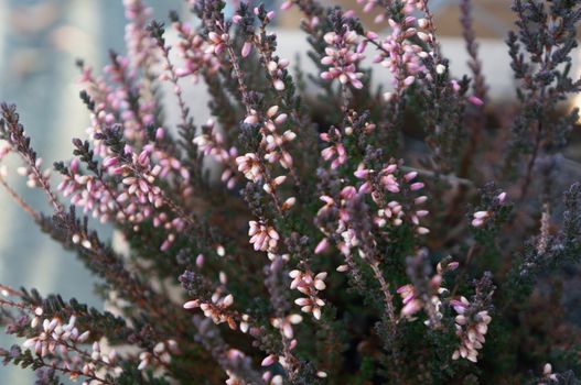 Clusters of small pink flower buds shot close up on deep green spinke branches in spring. Soft cool toned with romantic and loving feelings