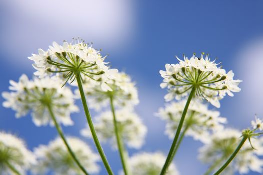 An image of an beautiful Apiaceae flower outdoors