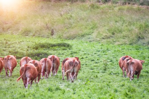 An image of a cow in the green grass