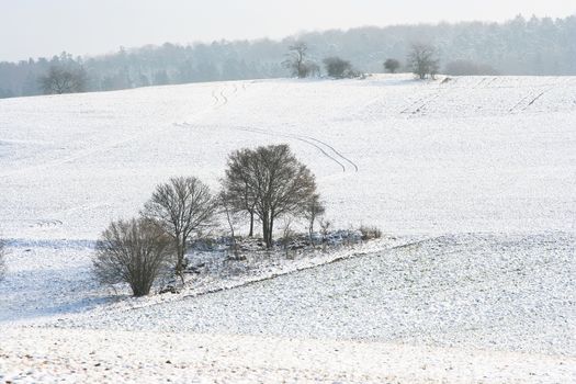 A photography of a snowscape with trees