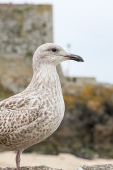 An image of a seagull head detail background