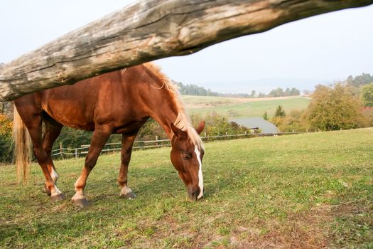 A photography of a grazing brown horse