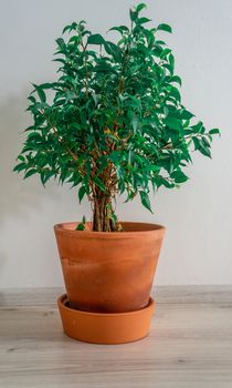 Cold green foliage on thick wild growing "Ficus Benjamina" fig tree indorrs in classic orange clay pot. White background for minimalistic urban garden concept.