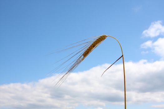 A photography of a wheat and the blue sky background