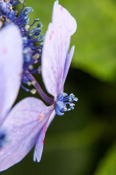 An image of a hydrangea detail blossom