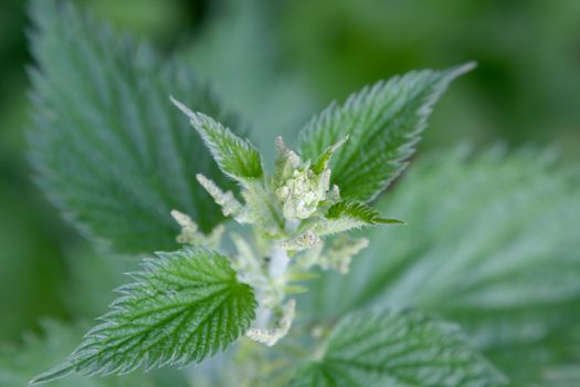 An image of a blooming stinging nettle