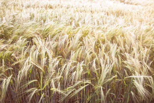 An image of a typical wheat field background