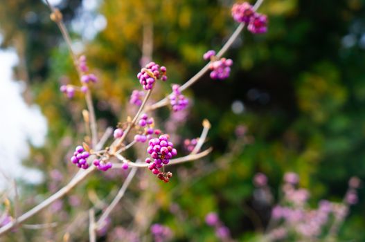 Vibrant purple Japanese beautyberries growing on barren branches at the Botanical gardens, Troja, Prague in spring. Warm soft sunlight and green background for a spring theme