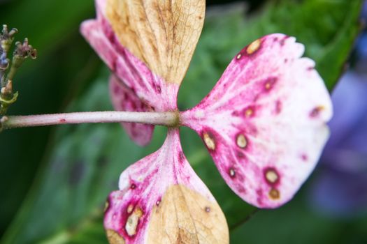 An image of a hydrangea detail blossom