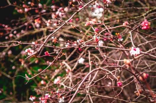 Small clusters of light pink flowers in spring blooming on branches. Thin branches tangles together out of focus