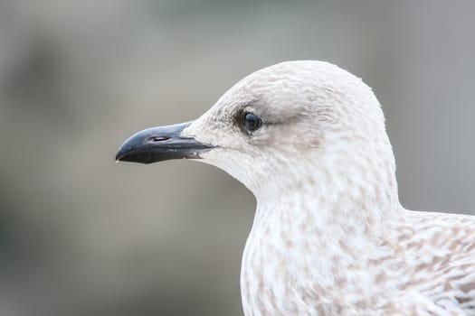 An image of a seagull head detail background