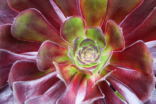 An image of a beautiful red green succulent plant