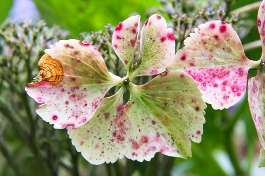 An image of a hydrangea detail blossom