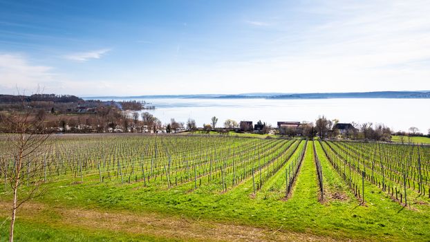 An image of a winter scenery vineyard at Lake Constance Germany