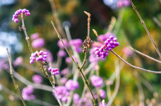 Spring and growth concept with vibrant purple Japanese beauty berries growing on barren branches in spring. Shot at the Prague Botanical Gardens, Troja.