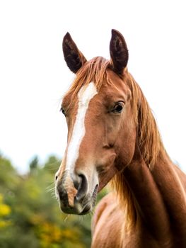 A photography of a brown horse standing