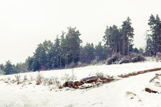 An image of a winter landscape scenery with a pine tree