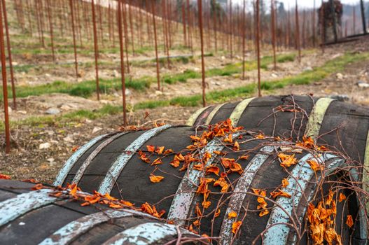 Dark vintage wine barrels with orange vibrant dry leaf vines climbing on them. St Claires vineyard, Prague in the background during fall season. Blue and green paint feeling of the brass around the barrels.