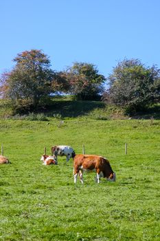 An image of a cow in the green grass