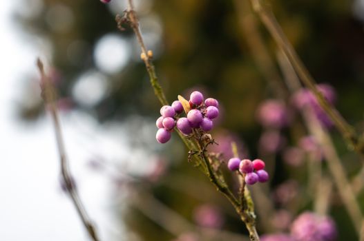 BOTANICAL GARDENS, TROJA, PRAGUE: Small cluster of vibrant purple Japanese beauty berries on green branches. Bokeh effect in the background in soft light.