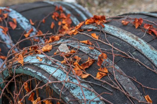 Tangled brown vines with vibrant orange dry leaves covering the top of dark vintage wine barrels. SHot in daylight at St. Claires vineyard in the botanical gardens, Prague. Fall season themed.