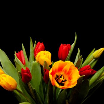 An image of some tulip flowers on black background