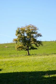 A photography of an autumn tree meadow background