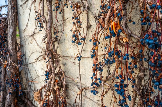Vibrant blue dried berries or grapes growing on vines climbing down branches on a concrete wall background. Close up photo shot in bright daylight in fall season.