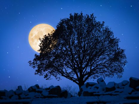 An image of a tree at night with pale moon