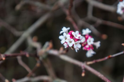 Close up of single small white and pink flower cluster with thin branches out of focus in the background. Shot on a bright spring day