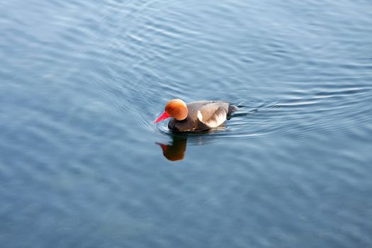 An image of a nice duck in the water